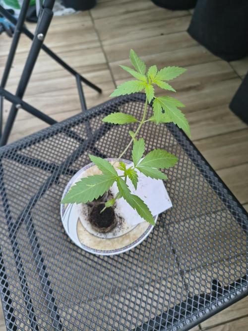 Dr.Grinspoon Seeds Making w/QBLemon. Week 3 - 03.07.26 Quick Black Lemon 