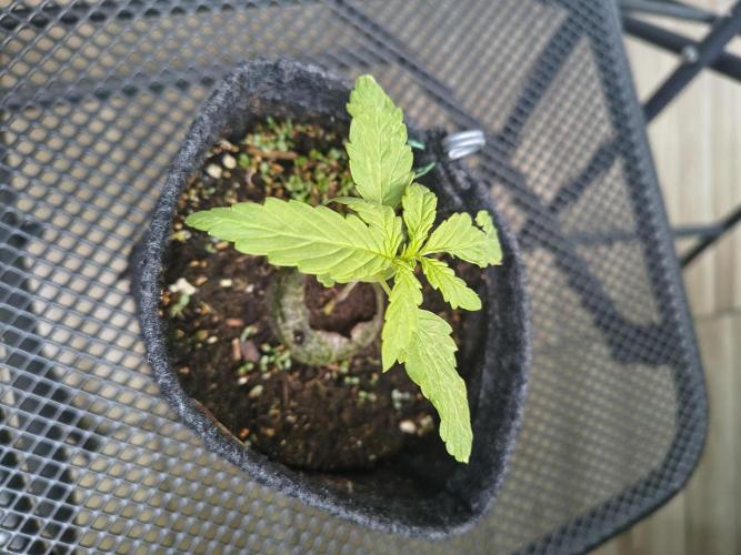 Dr.Grinspoon Seeds Making w/QBLemon. Week 3 - 04.07.26 Dr.G