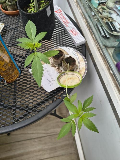 Dr.Grinspoon Seeds Making w/QBLemon. Week 3 - 04.07.26 Quick Black Lemon 
