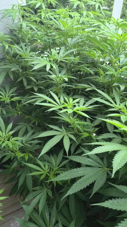 Mix it 2026 Outdoor Germany