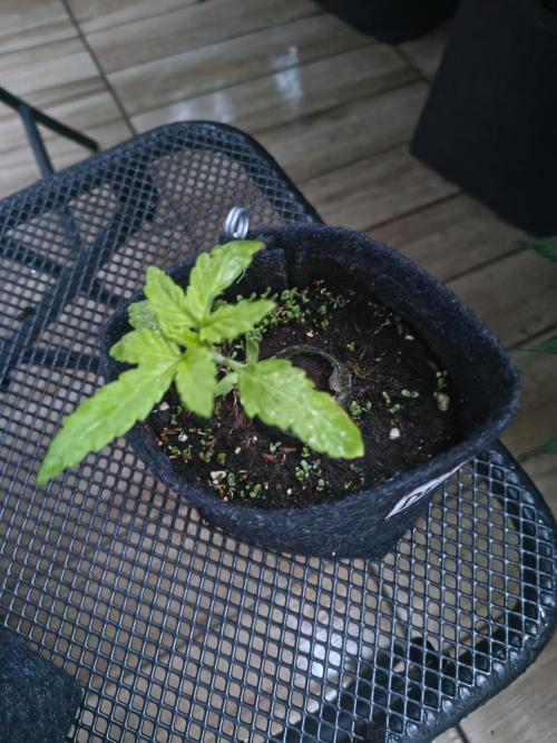 Dr.Grinspoon Seeds Making w/QBLemon. Week 3 - 05.07.26 Dr.G