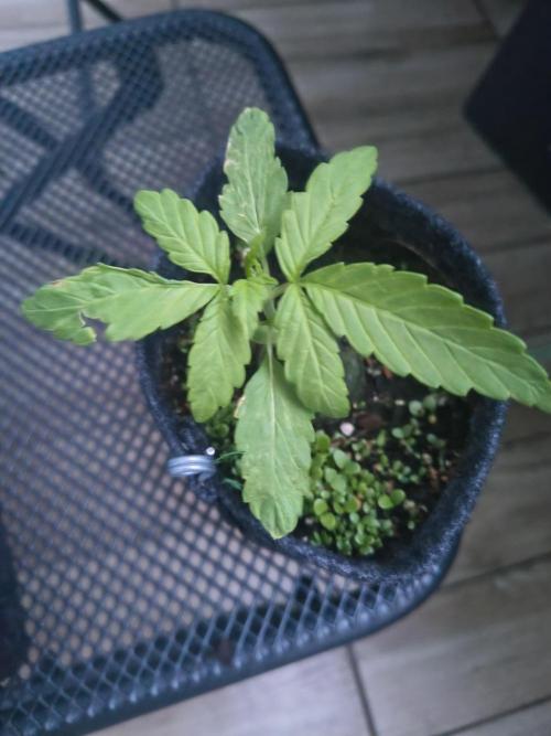 Dr.Grinspoon Seeds Making w/QBLemon. Week 4 - 06.07.26 Dr.G