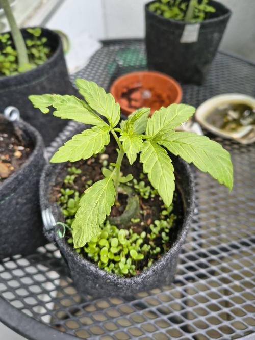 Dr.Grinspoon Seeds Making w/QBLemon. Week 4 - 07.07.26 Dr.G