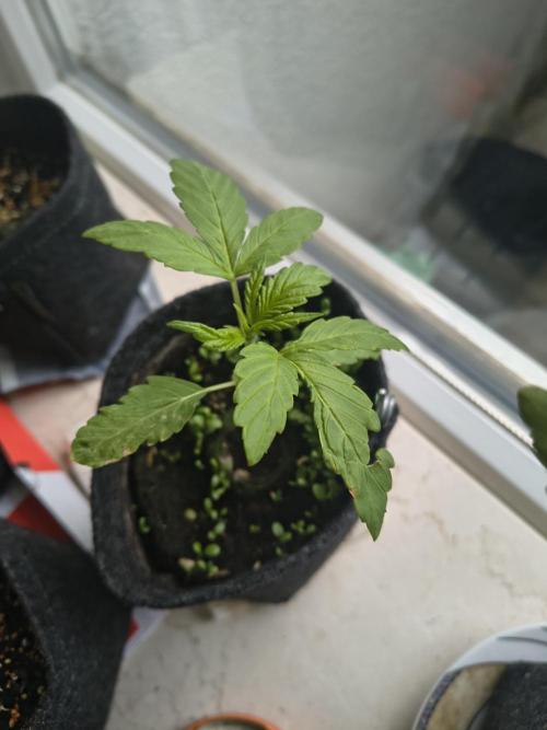Dr.Grinspoon Seeds Making w/QBLemon. Week 4 - 08.07.26 Dr.G