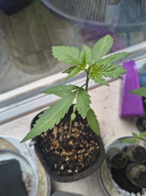 Dr.Grinspoon Seeds Making w/QBLemon. Week 4 - 08.07.26 Quick Black Lemon 