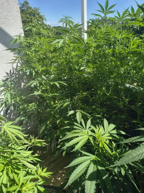 Mix it 2026 Outdoor Germany. Week 24 - 08.07.26 After defoliation 