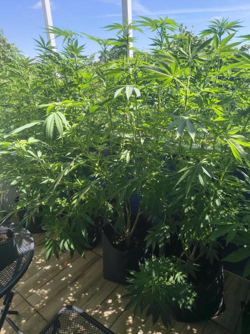 Mix it 2026 Outdoor Germany. Week 24 - 08.07.26 After defoliation 