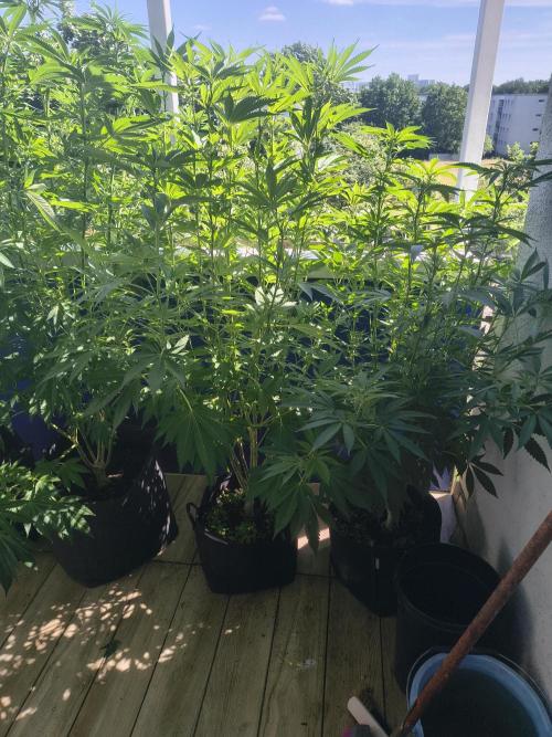 Mix it 2026 Outdoor Germany. Week 24 - 08.07.26 After defoliation 