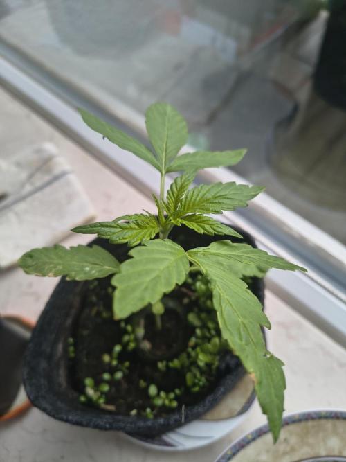 Dr.Grinspoon Seeds Making w/QBLemon. Week 4 - 09.07.26 Dr.G