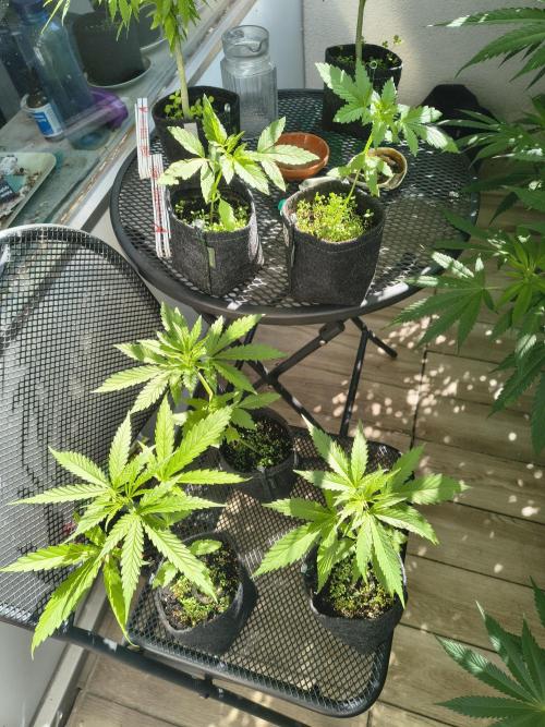 Dr.Grinspoon Seeds Making w/QBLemon. Week 4 - 11.07.26