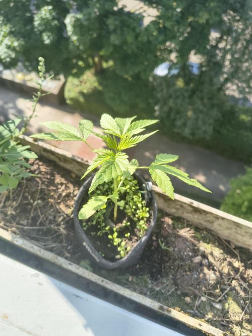 Dr.Grinspoon Seeds Making w/QBLemon. Week 4 - 12.07.26