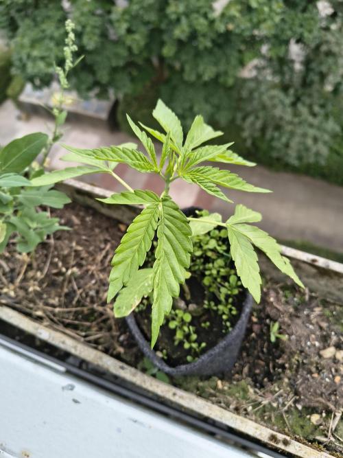 Dr.Grinspoon Seeds Making w/QBLemon. Week 5 - 13.07.26