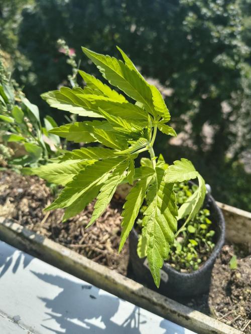 Dr.Grinspoon Seeds Making w/QBLemon. Week 5 - 17.07.26