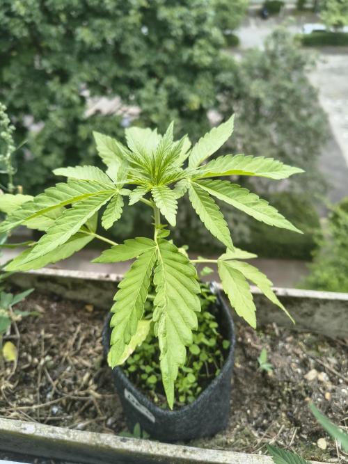 Dr.Grinspoon Seeds Making w/QBLemon. Week 5 - 18.07.26