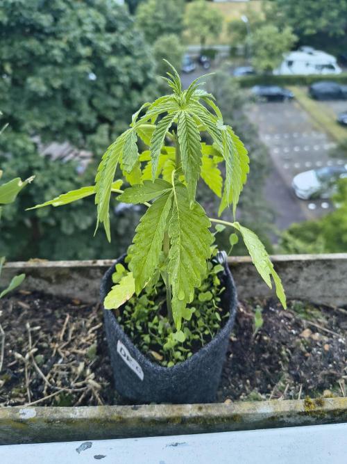 Dr.Grinspoon Seeds Making w/QBLemon. Week 6 - 20.07.26 Dr.G