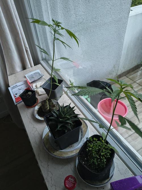 Dr.Grinspoon Seeds Making w/QBLemon. Week 6 - 20.07.26 Quick Black Lemon 