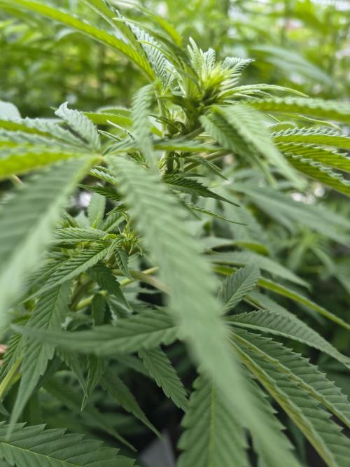 Mix it 2026 Outdoor Germany. Week 26 - Sour Diesel 
