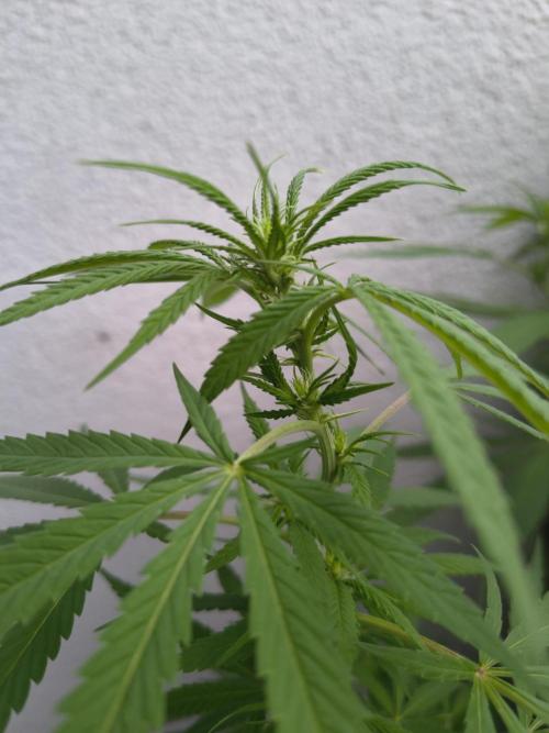Mix it 2026 Outdoor Germany. Week 26 - Skunk Haze 
