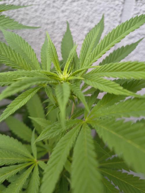 Mix it 2026 Outdoor Germany. Week 26 - GDP