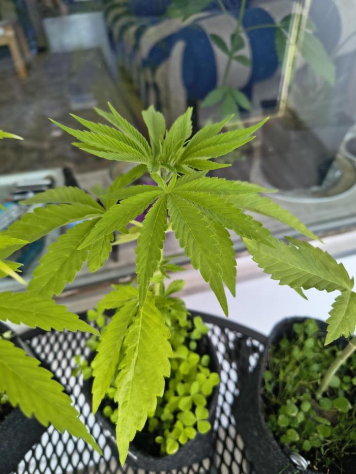 Dr.Grinspoon Seeds Making w/QBLemon. Week 7 - 27.07.26