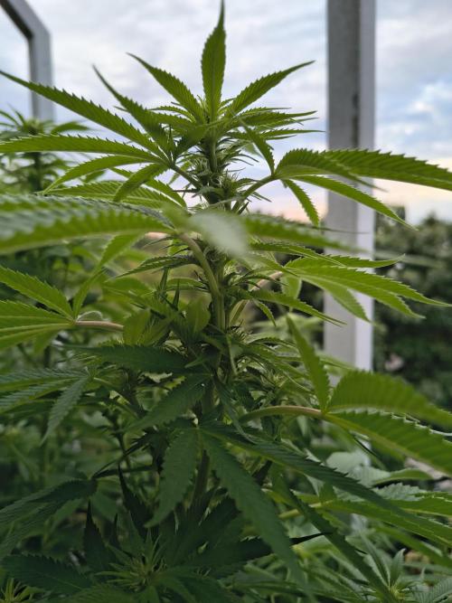Mix it 2026 Outdoor Germany. Week 27 - 29.07.26 Sour Diesel 