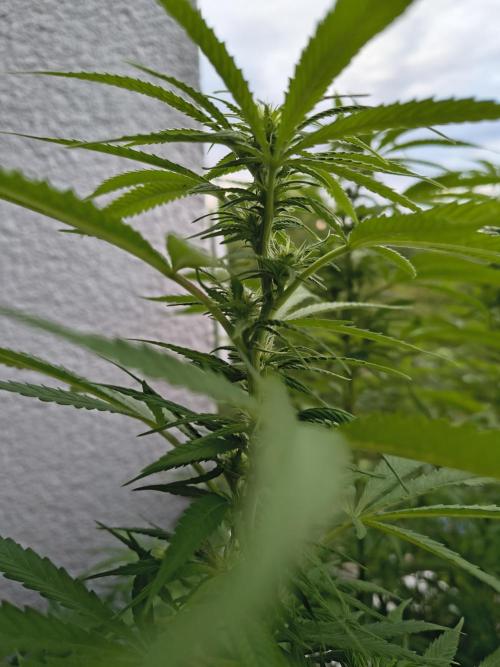 Mix it 2026 Outdoor Germany. Week 27 - 29.07.26 Skunk Haze 