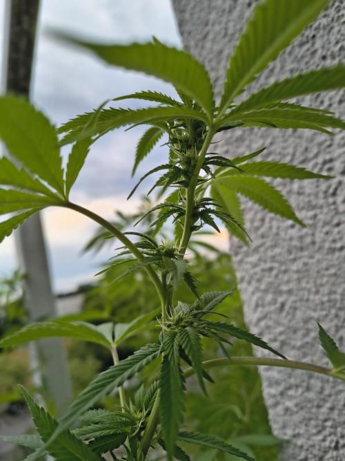 Mix it 2026 Outdoor Germany. Week 27 - 29.07.26 GDP