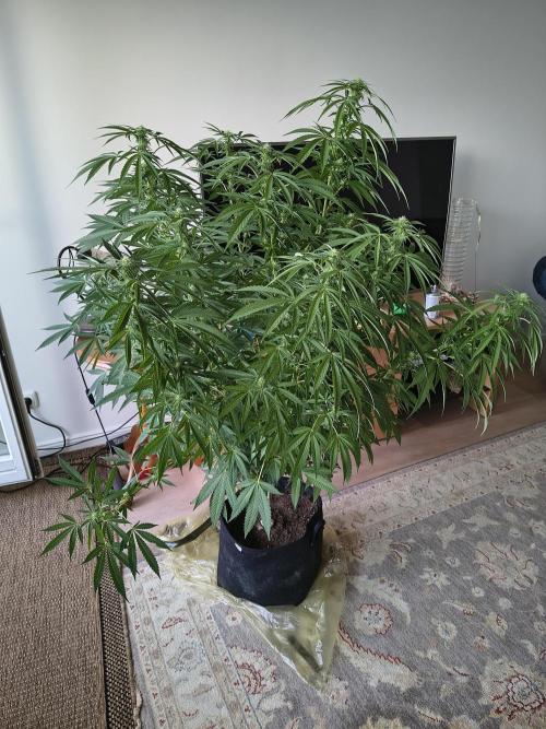 Mix it 2026 Outdoor Germany. Week 27 - 02.08.26 day 19 Black Lemon 