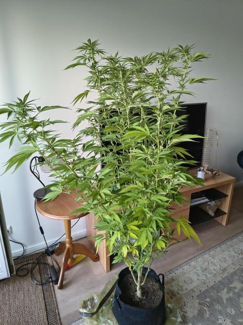 Mix it 2026 Outdoor Germany. Week 27 - 02.08.26 day 19 GDP