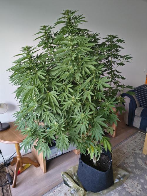Mix it 2026 Outdoor Germany. Week 27 - 02.08.26 day 19 Sour Diesel 