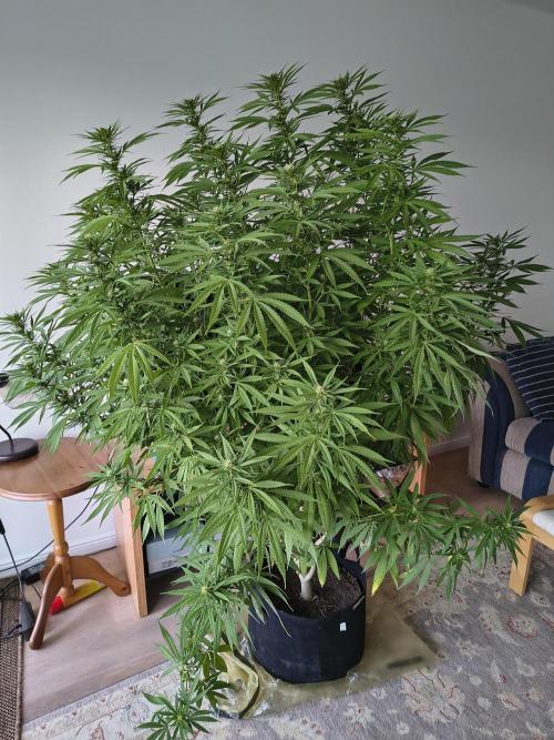 Mix it 2026 Outdoor Germany. Week 27 - 02.08.26 day 19 Skunk Haze 