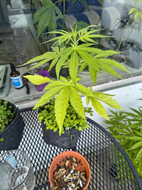 Dr.Grinspoon Seeds Making w/QBLemon. Week 8 - 03.08.26