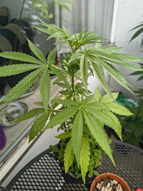 Dr.Grinspoon Seeds Making w/QBLemon. Week 8 - 06.08.26