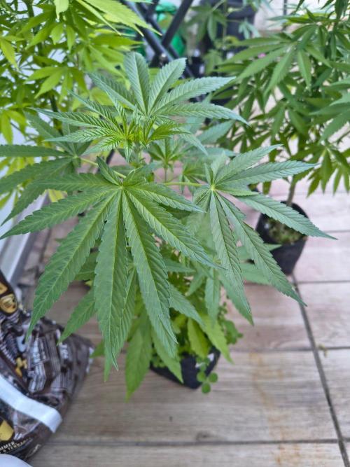 Dr.Grinspoon Seeds Making w/QBLemon. Week 9 - 11.08.26