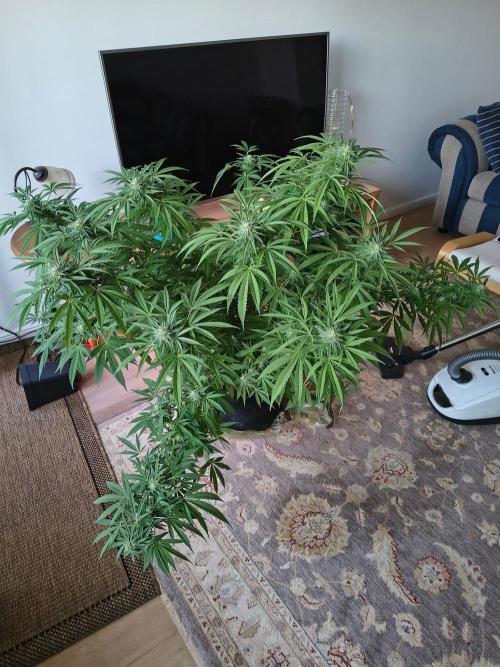 Mix it 2026 Outdoor Germany. Week 29 - Black Lemon 