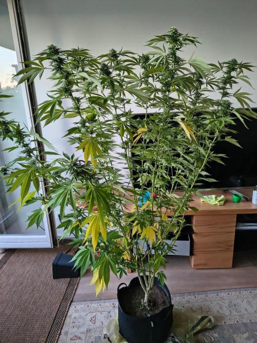 Mix it 2026 Outdoor Germany. Week 29 - GDP