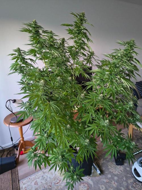 Mix it 2026 Outdoor Germany. Week 29 - Sour Diesel 