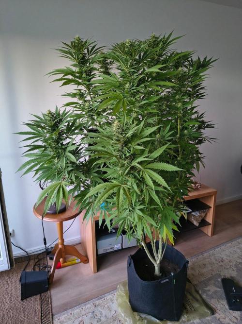 Mix it 2026 Outdoor Germany. Week 29 - Chocobang 