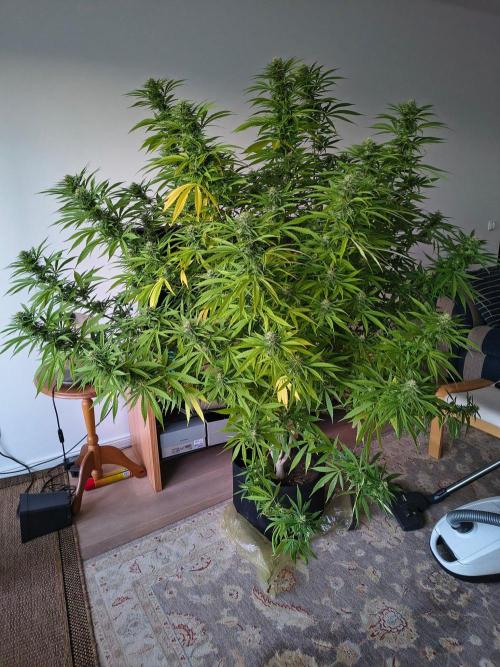 Mix it 2026 Outdoor Germany. Week 29 - Skunk Haze 