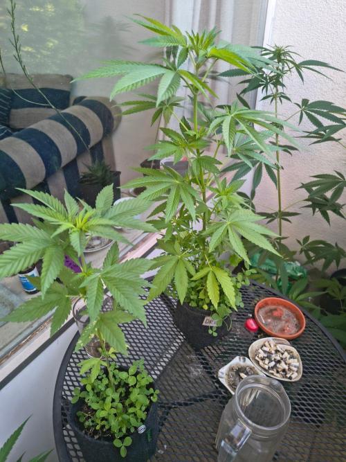 Dr.Grinspoon Seeds Making w/QBLemon. Week 9 - 15.08.26 Nordle, Dr.G