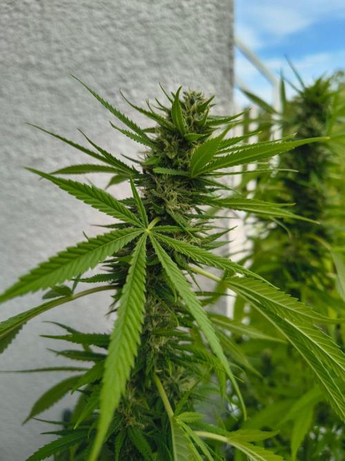 Mix it 2026 Outdoor Germany. Week 29 - 15.08.26 Skunk Haze 