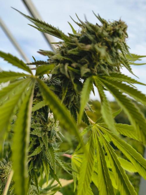 Mix it 2026 Outdoor Germany. Week 29 - 15.08.26 GDP