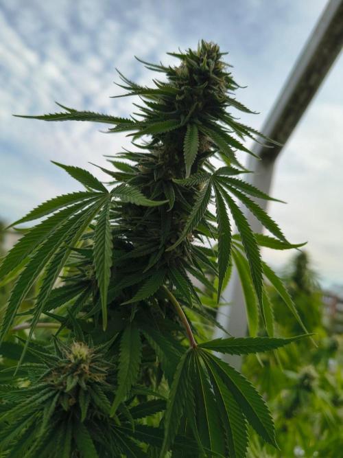 Mix it 2026 Outdoor Germany. Week 29 - 15.08.26 Sour Diesel 