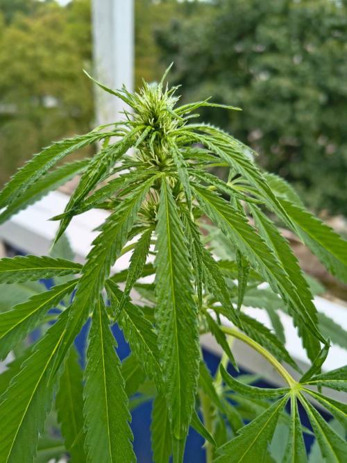 MrNice & Own Cross Male Hunt & Fem Prjkt. Week 16 - 15.08.26 Afghan fast x Critical Haze #3