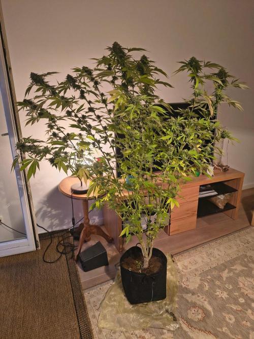 Mix it 2026 Outdoor Germany. Week 30 - 19.08.26 GDP