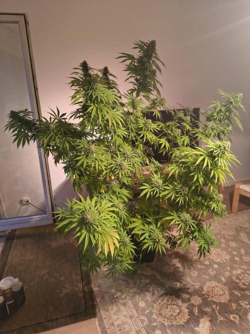Mix it 2026 Outdoor Germany. Week 30 - 19.08.26 Sour Diesel 