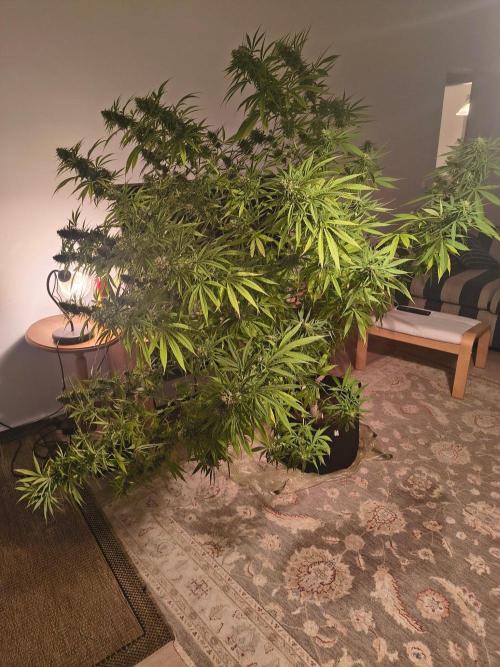 Mix it 2026 Outdoor Germany. Week 30 - 19.08.26 Skunk Haze 
