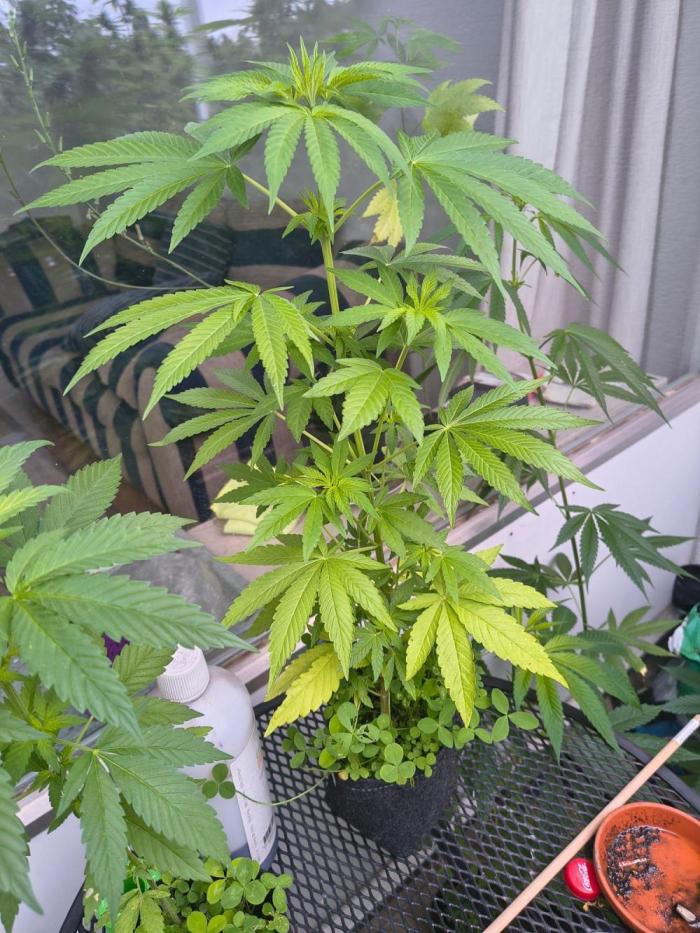 Dr.Grinspoon Seeds Making w/QBLemon. Week 10 - 19.08.26