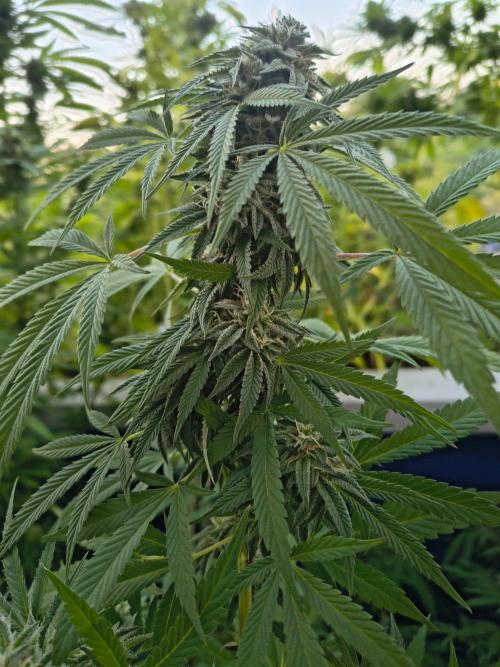 Mix it 2026 Outdoor Germany. Week 30 - 20.08.26 Black Lemon 