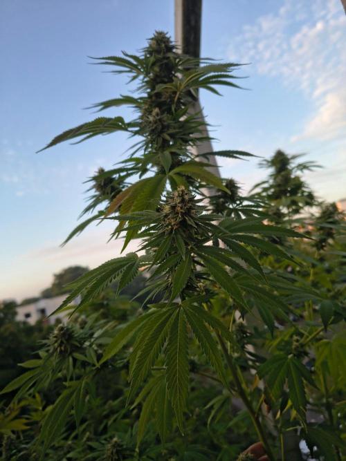 Mix it 2026 Outdoor Germany. Week 30 - 20.08.26 Sour Diesel 